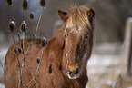 Islandic horse in winter