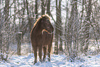 Islandic horse in winter