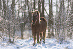 Islandic horse in winter