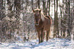 Islandic horse in winter
