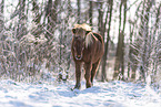 Islandic horse in winter