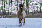 Islandic horse in winter