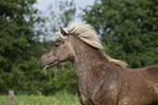 Icelandic horse in summer