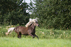 Icelandic horse in summer