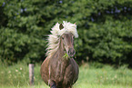Icelandic horse in summer
