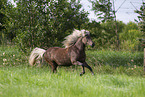 Icelandic horse in summer