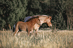 Icelandic horses