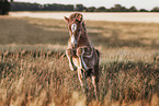 Icelandic horse foal