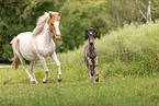 Icelandic foal