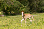 Icelandic foal