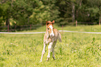 Icelandic foal