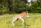 Icelandic foal