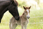 Icelandic foal