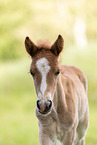 Icelandic foal