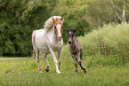 Icelandic foal