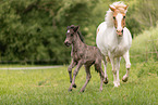 Icelandic foal