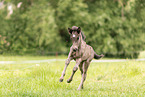 Icelandic foal