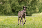 Icelandic foal