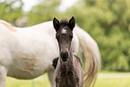 Icelandic foal