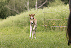 Icelandic foal