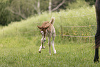 Icelandic foal