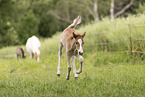 Icelandic foal