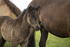 Icelandic horses
