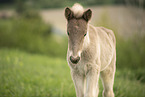 Icelandic horse foal