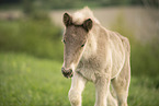 Icelandic horse foal