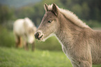 Icelandic horses