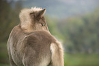 Icelandic horse foal