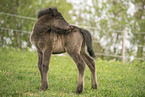 Icelandic horse foal
