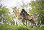 2 Icelandic horse foals