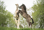 2 Icelandic horse foals