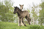 2 Icelandic horse foals