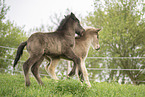 2 Icelandic horse foals