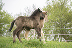 2 Icelandic horse foals