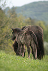 Icelandic horses