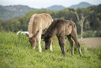 2 Icelandic horse foals
