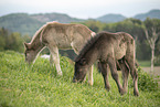 2 Icelandic horse foals