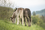 2 Icelandic horse foals