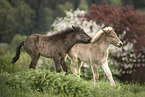 2 Icelandic horse foals