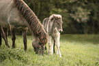Icelandic horses
