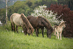 Icelandic horses