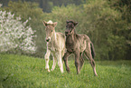 2 Icelandic horse foals