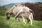 Icelandic horses
