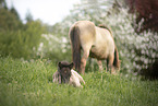 Icelandic horses
