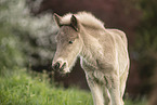 Icelandic horse foal