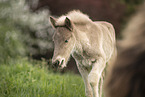 Icelandic horse foal