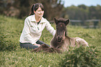 Icelandic horse foal